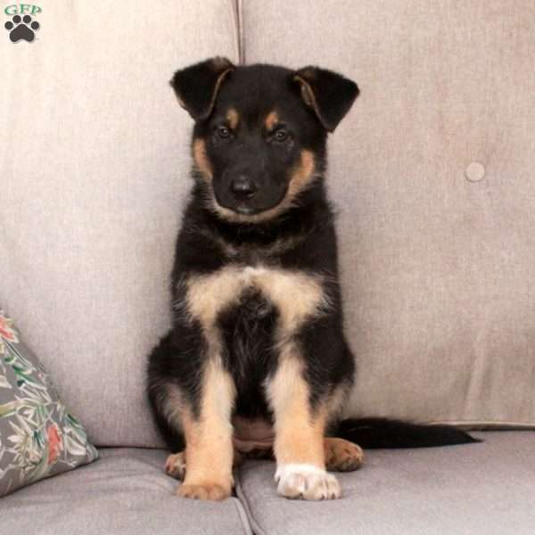 Jasmine, German Shepherd Mix Puppy
