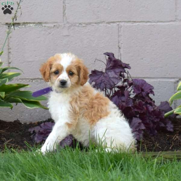 Jasmine, Miniature Poodle Mix Puppy