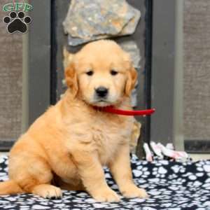Jasmine, Golden Retriever Puppy