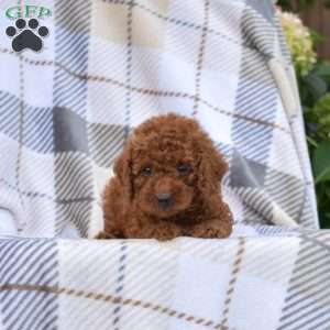 Jasmine, Miniature Poodle Puppy