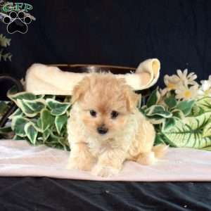 Jasmine, Maltipoo Puppy