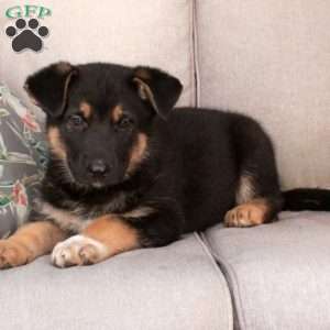 Jasmine, German Shepherd Mix Puppy