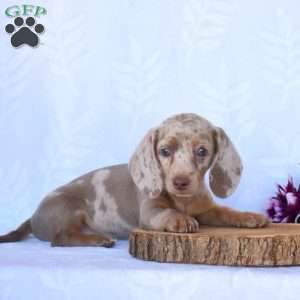 Jasmine, Dachshund Puppy