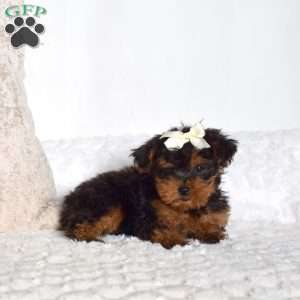 Jasmine, Yorkie Poo Puppy