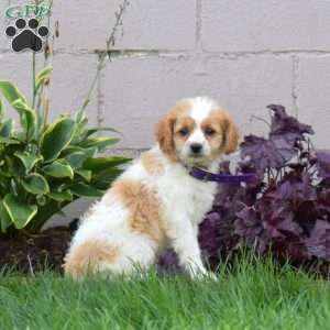 Jasmine, Miniature Poodle Mix Puppy