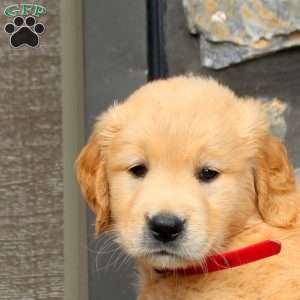 Jasmine, Golden Retriever Puppy