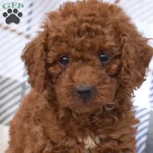 Jasmine, Miniature Poodle Puppy