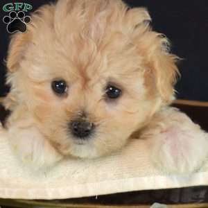 Jasmine, Maltipoo Puppy