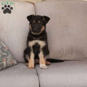 Jasmine, German Shepherd Mix Puppy
