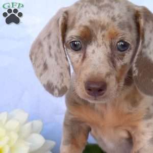 Jasmine, Dachshund Puppy