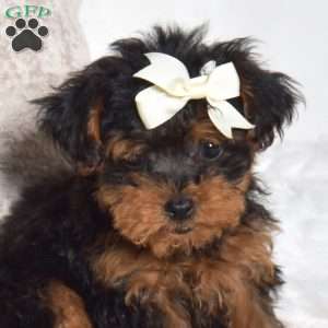 Jasmine, Yorkie Poo Puppy