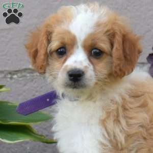 Jasmine, Miniature Poodle Mix Puppy