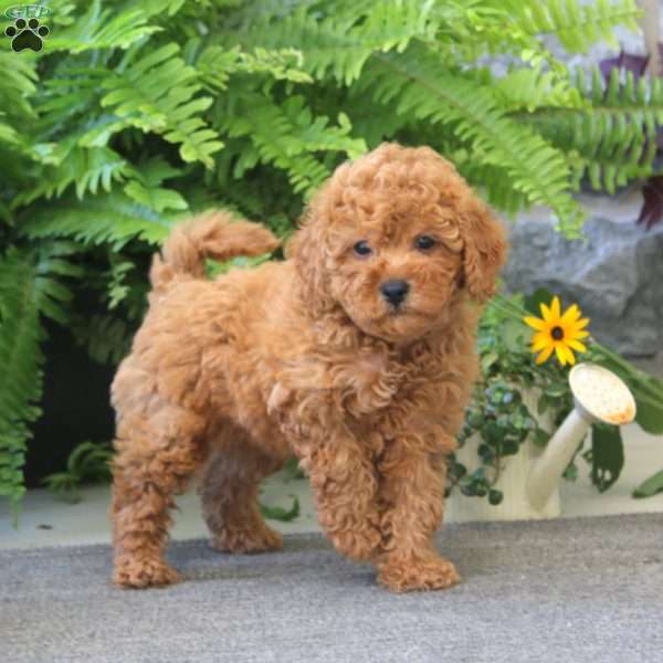 Jasmine, Cockapoo Puppy