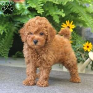 Jasmine, Cockapoo Puppy