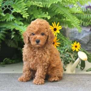 Jasmine, Cockapoo Puppy