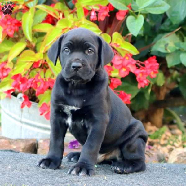 Jason, Cane Corso Puppy