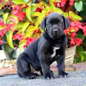 Jason, Cane Corso Puppy