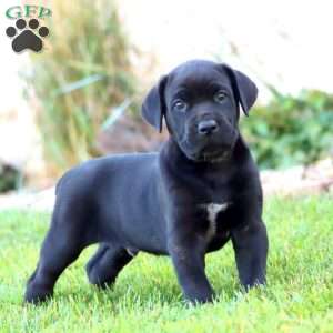 Jason, Cane Corso Puppy