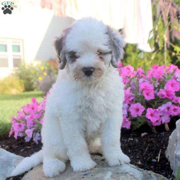 Jasper, Bernedoodle Puppy
