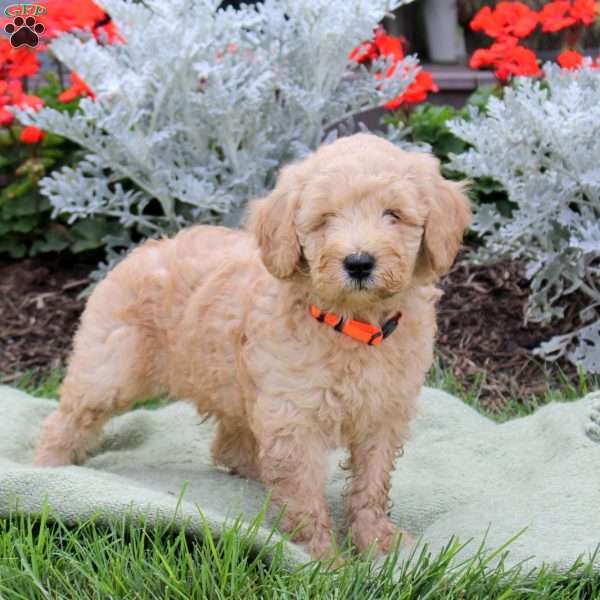 Jasper, Mini Goldendoodle Puppy
