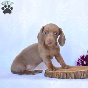 Jasper – Mini, Dachshund Puppy