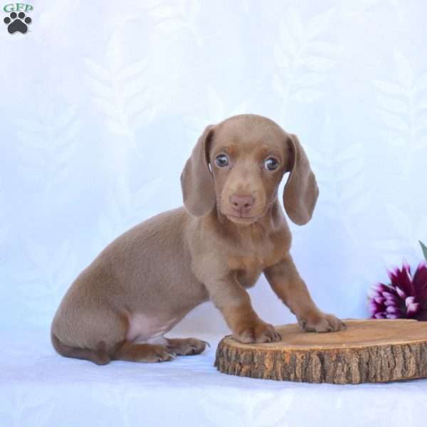 Jasper, Dachshund Puppy