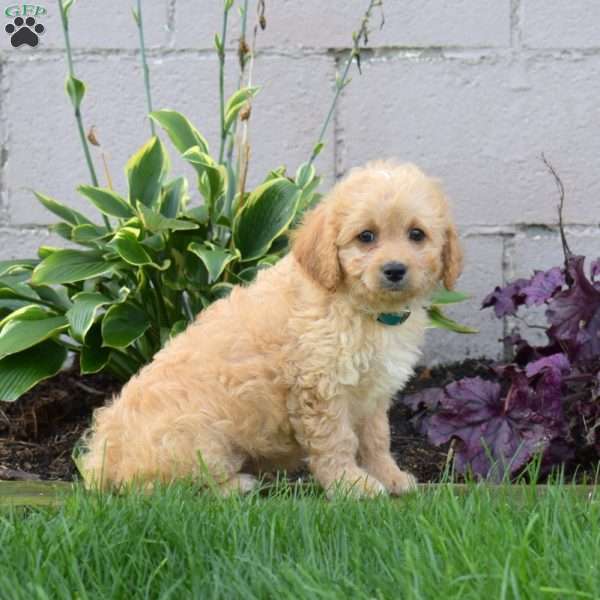 Jasper, Miniature Poodle Mix Puppy