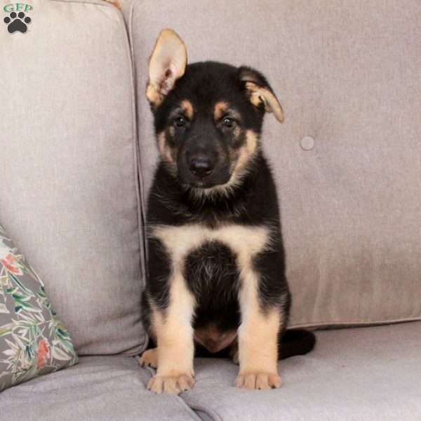 Jasper, German Shepherd Mix Puppy