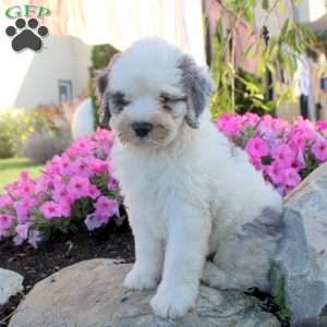 Jasper, Bernedoodle Puppy