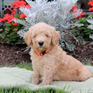 Jasper, Mini Goldendoodle Puppy
