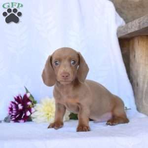 Jasper, Dachshund Puppy