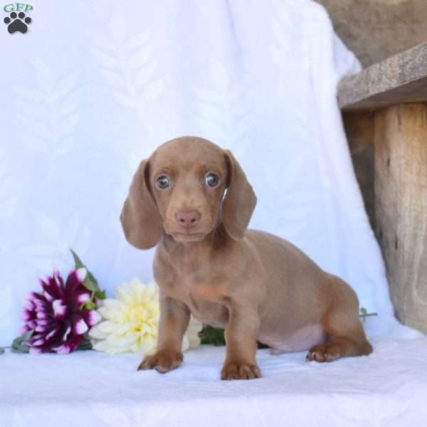 Jasper – Mini, Dachshund Puppy