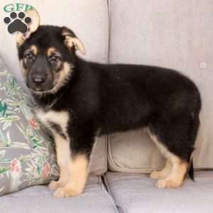 Jasper, German Shepherd Mix Puppy