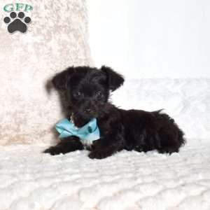 Jasper, Yorkie Poo Puppy