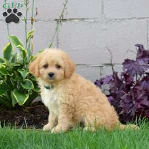 Jasper, Miniature Poodle Mix Puppy