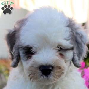 Jasper, Bernedoodle Puppy