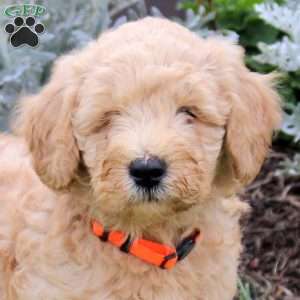 Jasper, Mini Goldendoodle Puppy