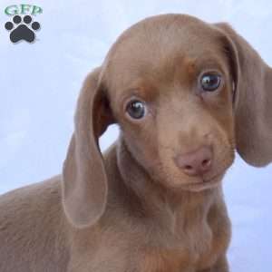 Jasper, Dachshund Puppy