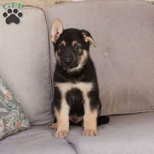 Jasper, German Shepherd Mix Puppy