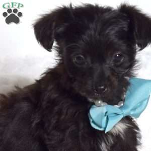 Jasper, Yorkie Poo Puppy