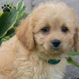 Jasper, Miniature Poodle Mix Puppy