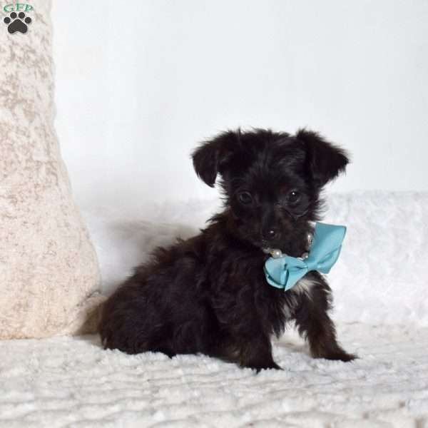 Jasper, Yorkie Poo Puppy