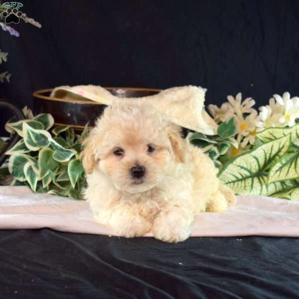 Jax, Maltipoo Puppy