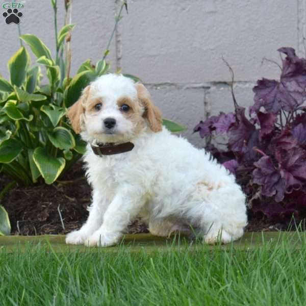 Jax, Miniature Poodle Mix Puppy