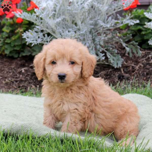 Jax, Mini Goldendoodle Puppy