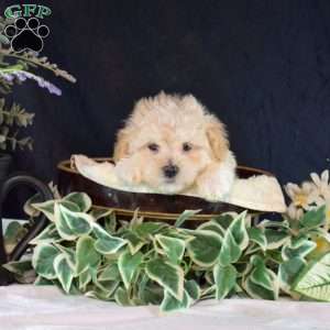 Jax, Maltipoo Puppy