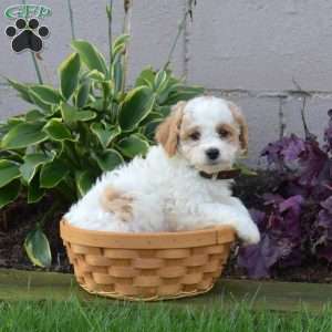 Jax, Miniature Poodle Mix Puppy