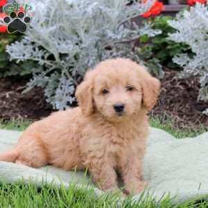 Jax, Mini Goldendoodle Puppy