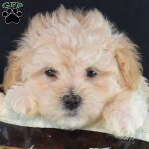 Jax, Maltipoo Puppy