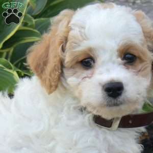 Jax, Miniature Poodle Mix Puppy